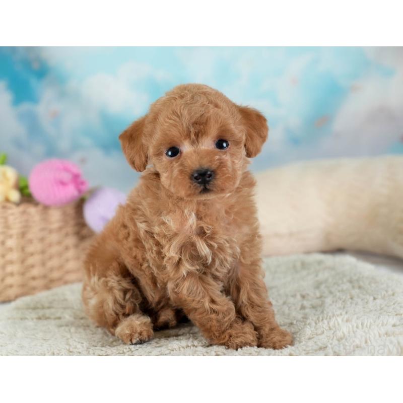 販売中の埼玉県のティーカッププードル-442319の8枚目