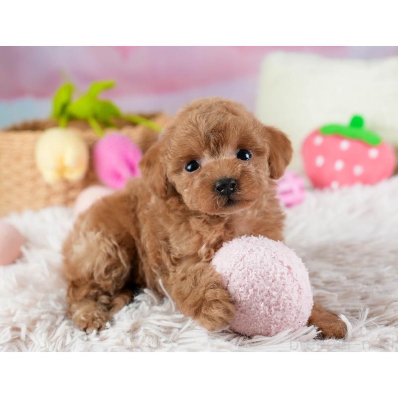 販売中の埼玉県のティーカッププードル-442319の7枚目