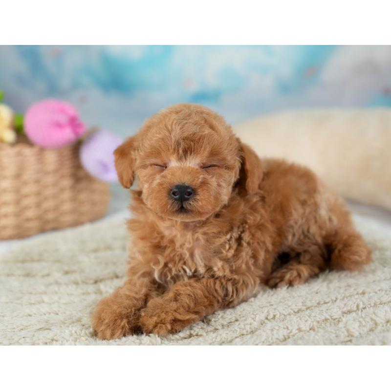 販売中の埼玉県のティーカッププードル-442319の6枚目