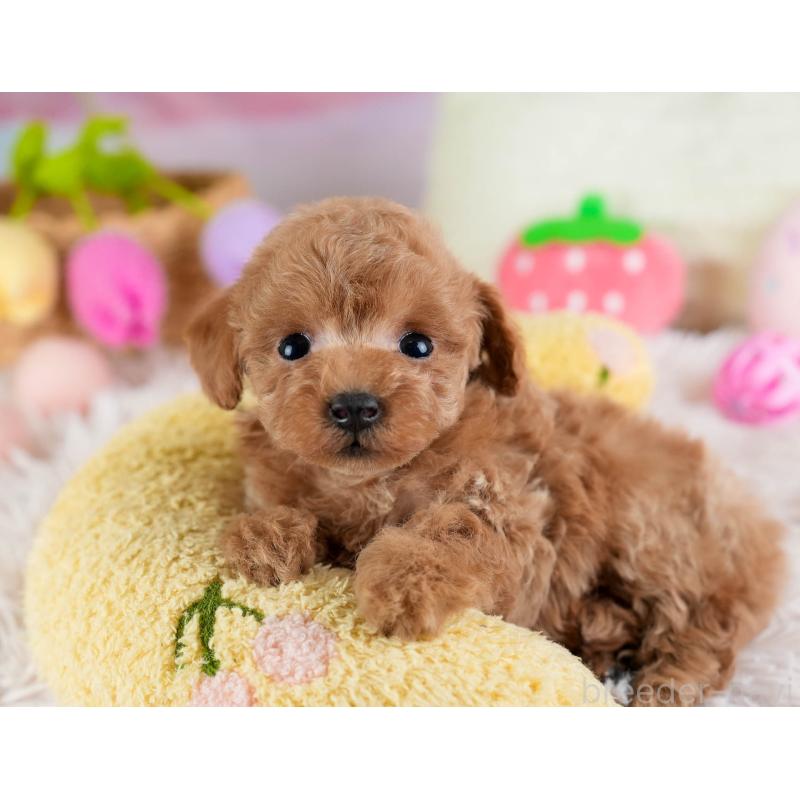 販売中の埼玉県のティーカッププードル-442319の5枚目