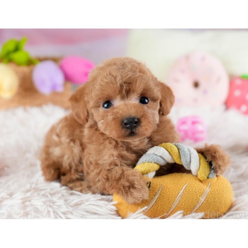 販売中の埼玉県のティーカッププードル-442319の4枚目