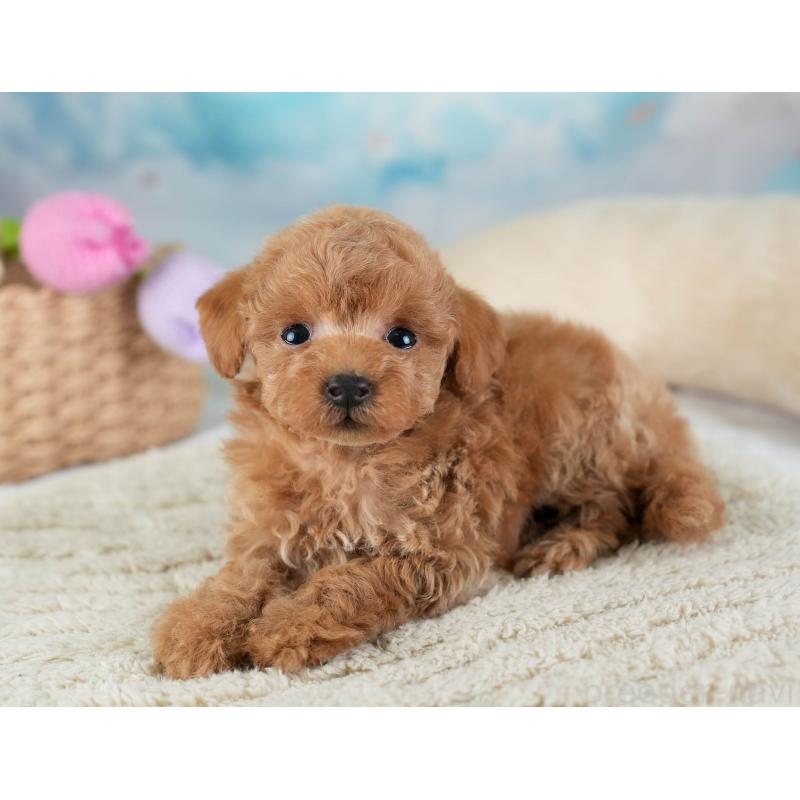 販売中の埼玉県のティーカッププードル-442319の3枚目