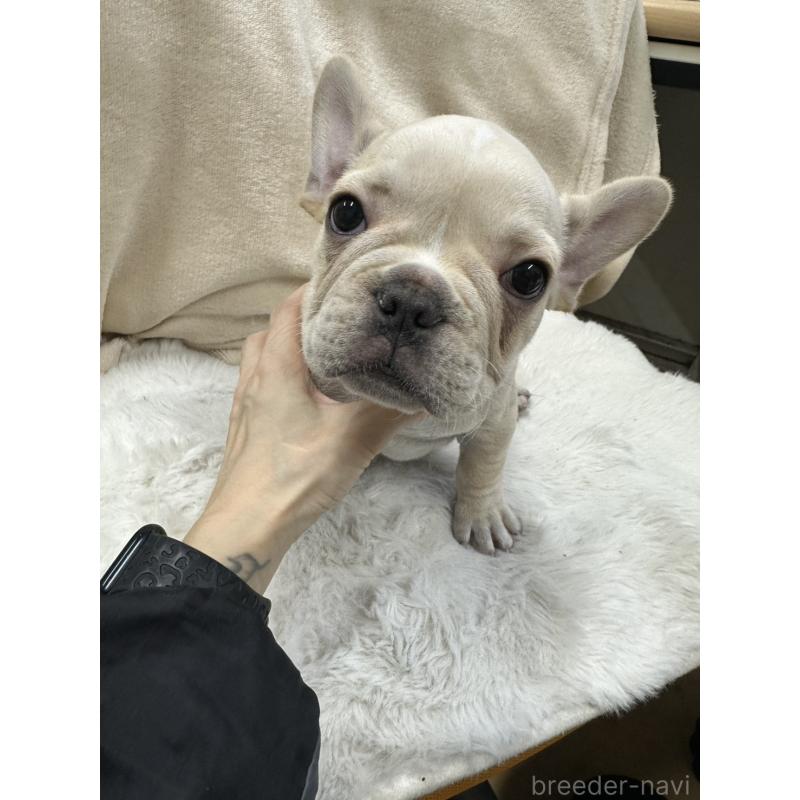 販売中の千葉県のフレンチブルドッグ-439295