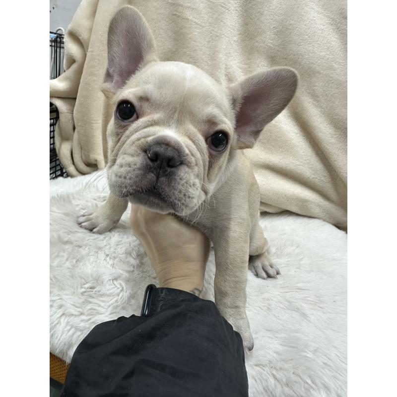 販売中の千葉県のフレンチブルドッグ-439295の5枚目