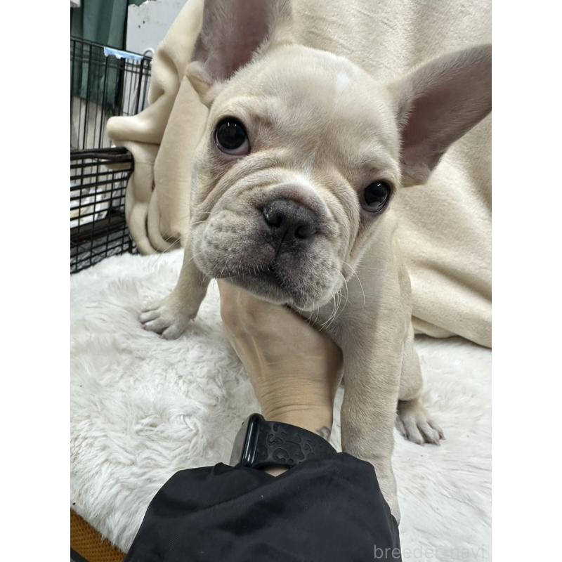 販売中の千葉県のフレンチブルドッグ-439295の4枚目