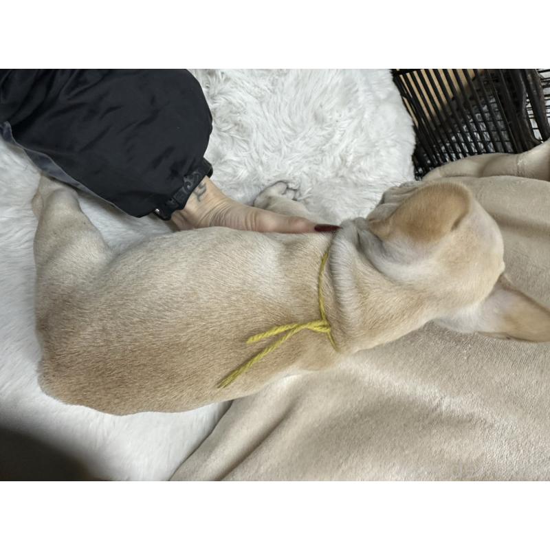 販売中の千葉県のフレンチブルドッグ-439295の3枚目