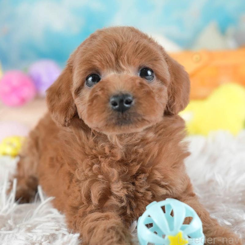 販売中の埼玉県のトイプードル-442321の1枚目