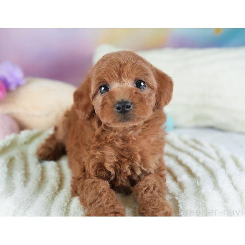 販売中の埼玉県のトイプードル-442321の10枚目