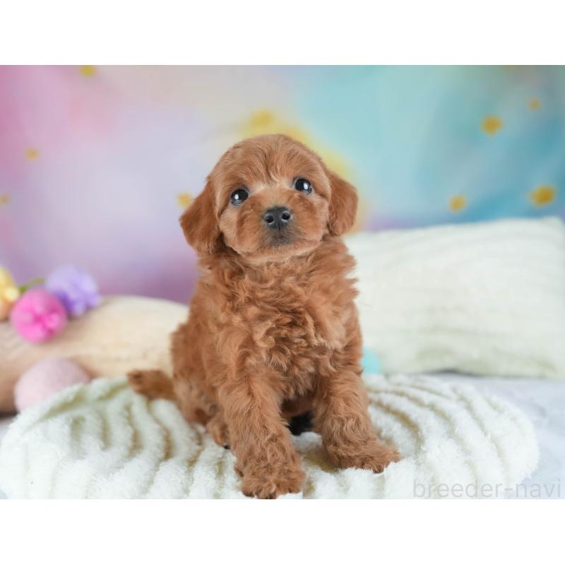 販売中の埼玉県のトイプードル-442321の9枚目