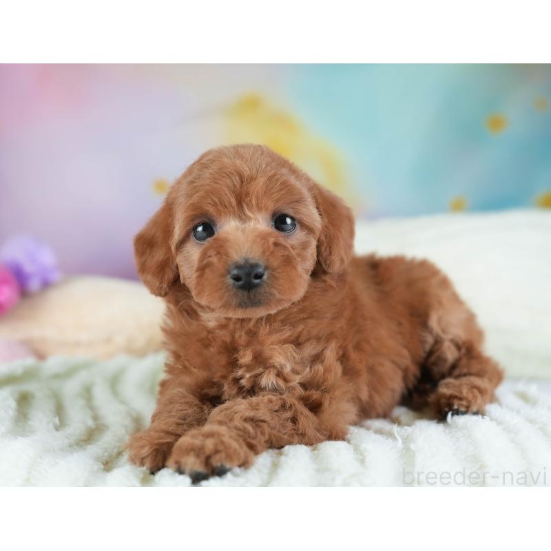 販売中の埼玉県のトイプードル-442321の8枚目