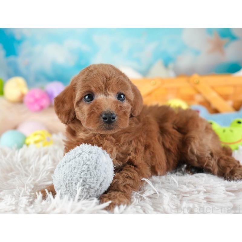 販売中の埼玉県のトイプードル-442321の7枚目