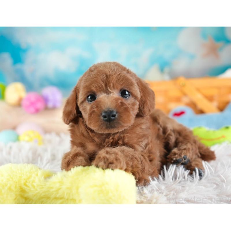 販売中の埼玉県のトイプードル-442321の6枚目