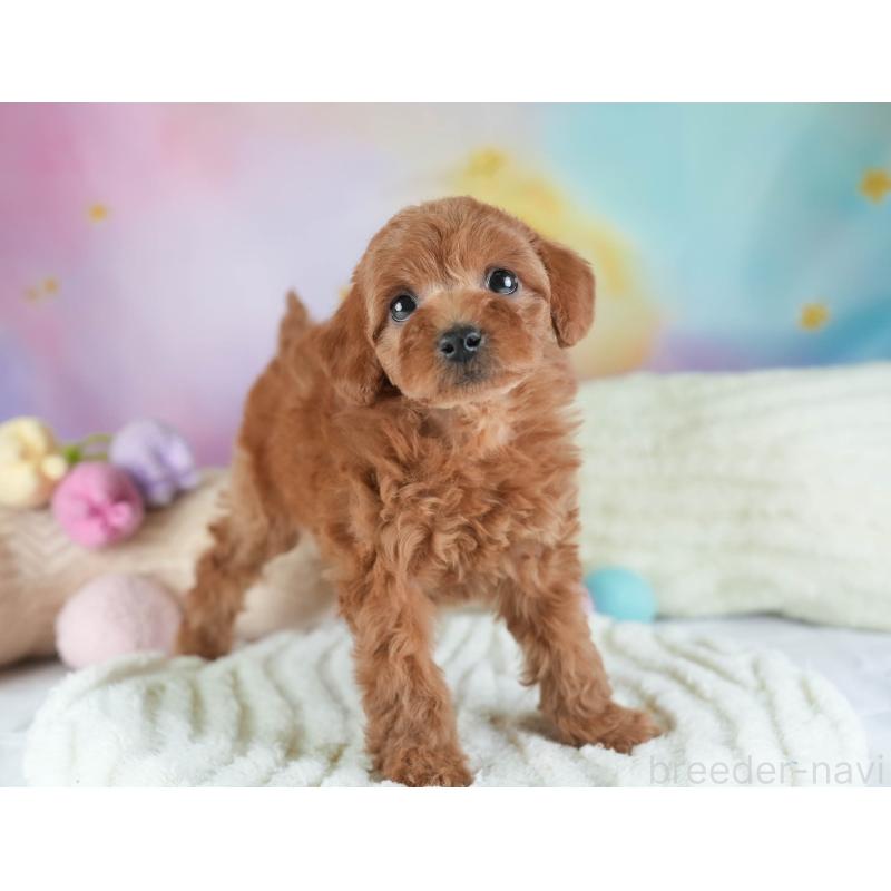 販売中の埼玉県のトイプードル-442321の5枚目