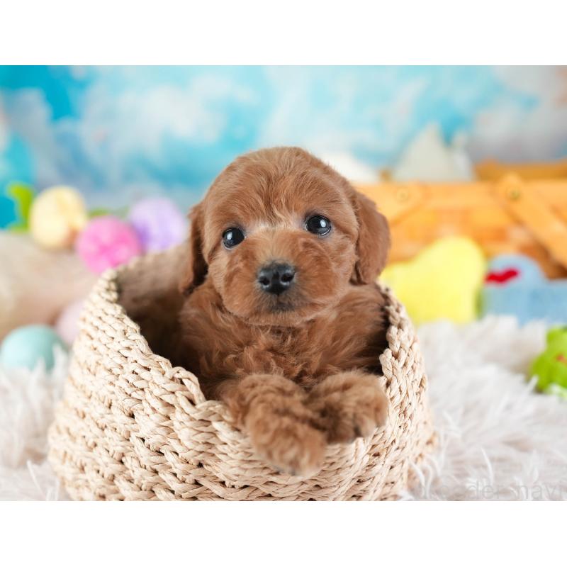 販売中の埼玉県のトイプードル-442321の4枚目