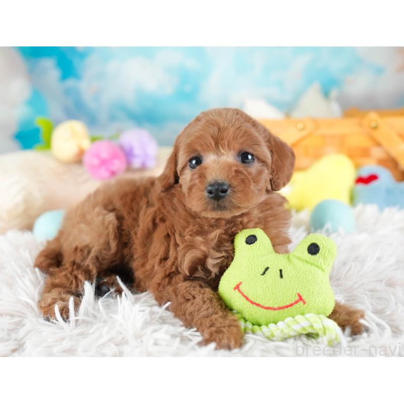 販売中の埼玉県のトイプードル-442321の3枚目