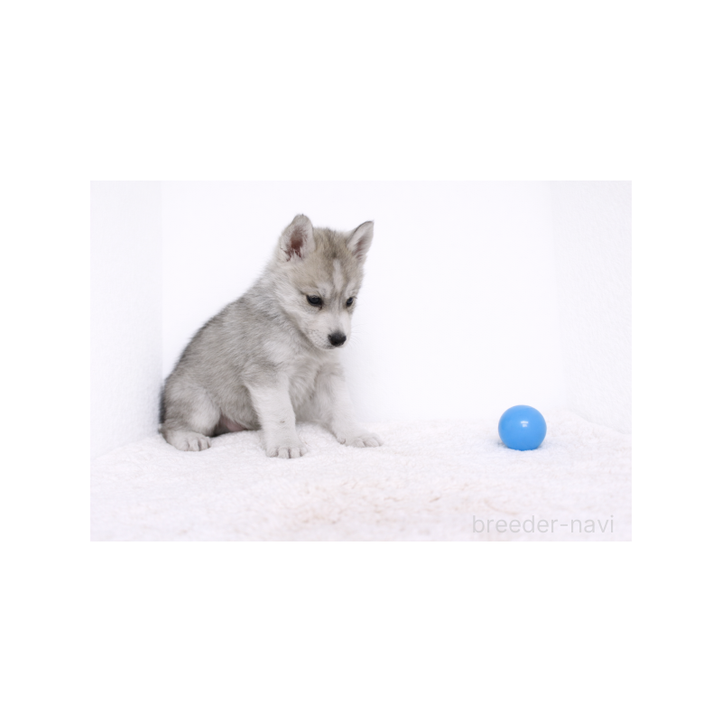 販売中の栃木県のシベリアンハスキー-442322の4枚目