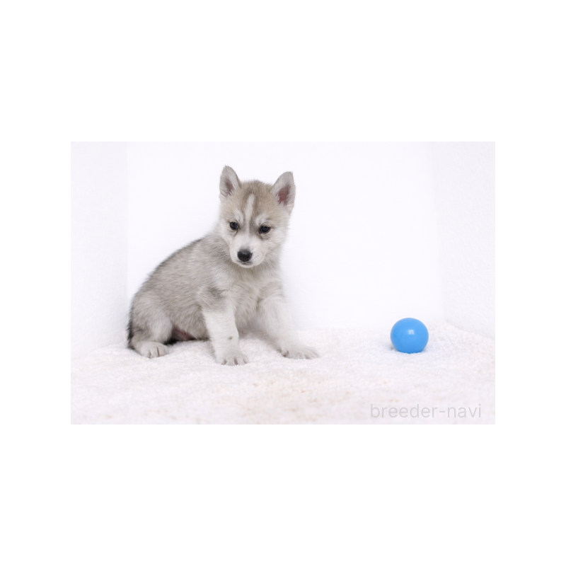 販売中の栃木県のシベリアンハスキー-442322の3枚目