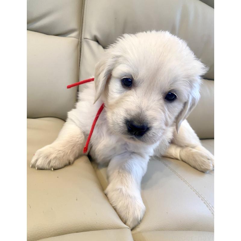 商談中の東京都のゴールデンレトリーバー-440397