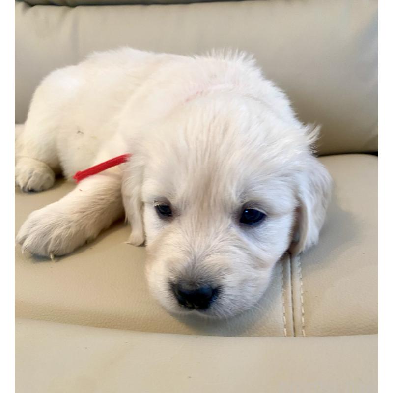 成約済の東京都のゴールデンレトリーバー-440397の8枚目