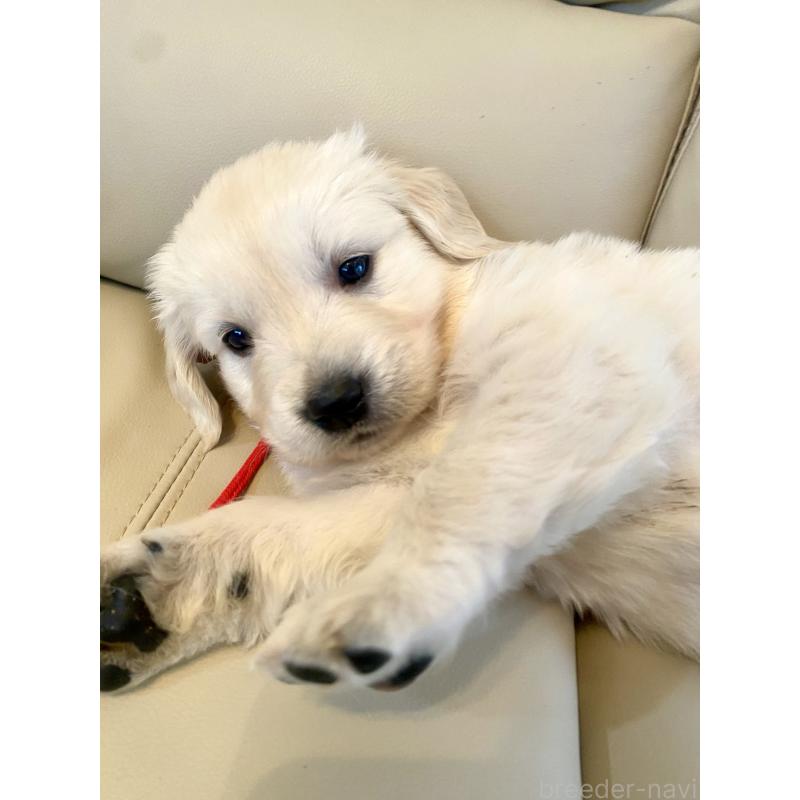 成約済の東京都のゴールデンレトリーバー-440397の7枚目