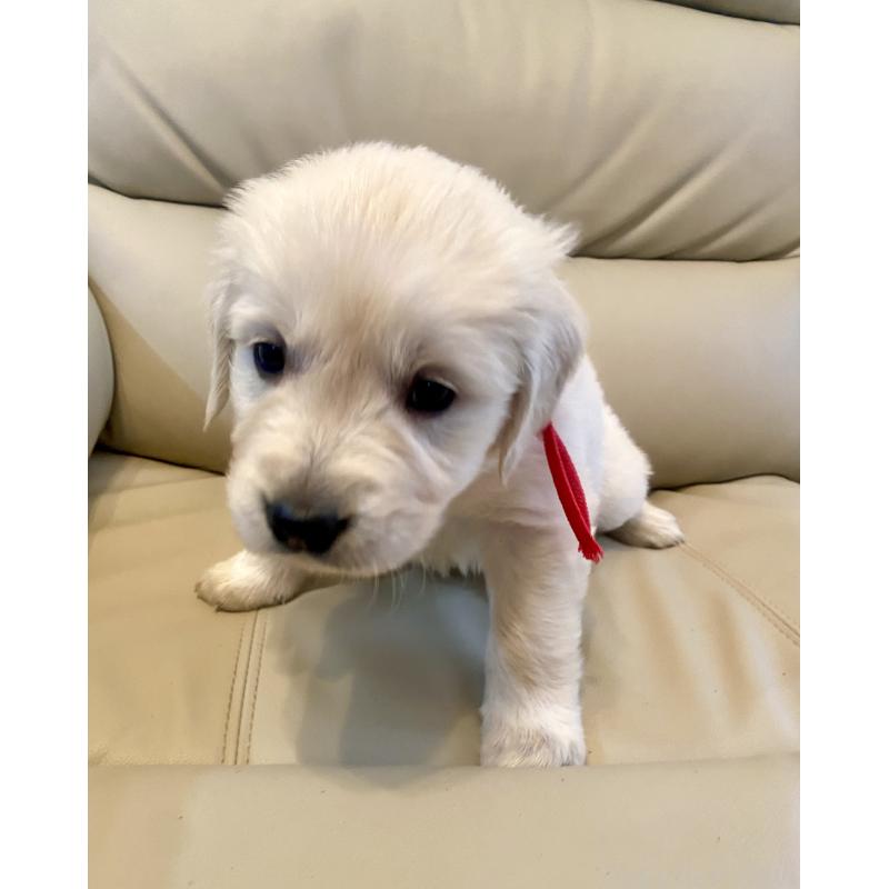 成約済の東京都のゴールデンレトリーバー-440397の5枚目