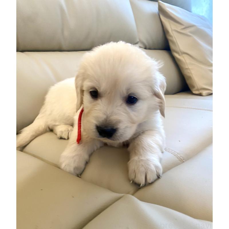 成約済の東京都のゴールデンレトリーバー-440397の4枚目