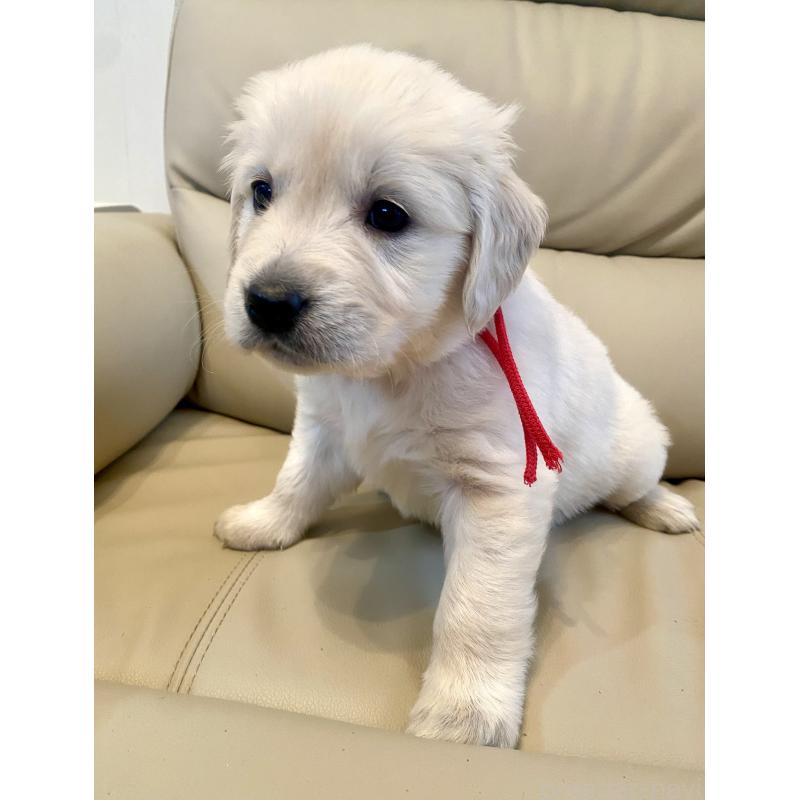 成約済の東京都のゴールデンレトリーバー-440397の3枚目