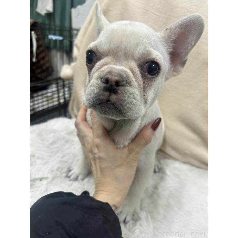 販売中の千葉県のフレンチブルドッグ-437901