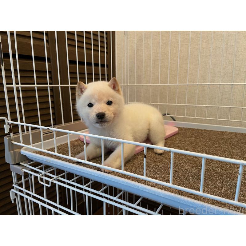 販売中の兵庫県の豆柴-436192の6枚目