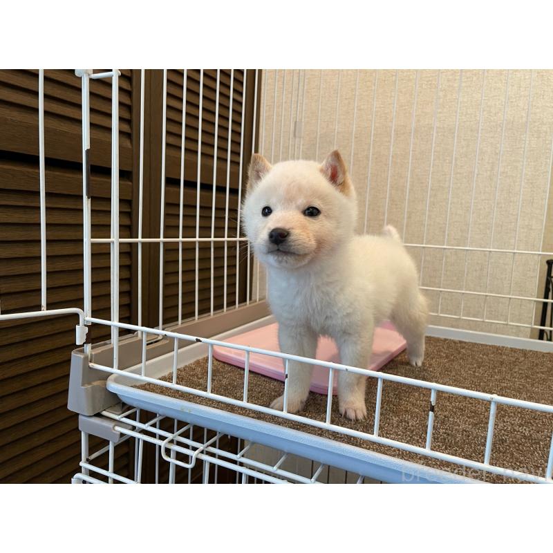 販売中の兵庫県の豆柴-436192の5枚目