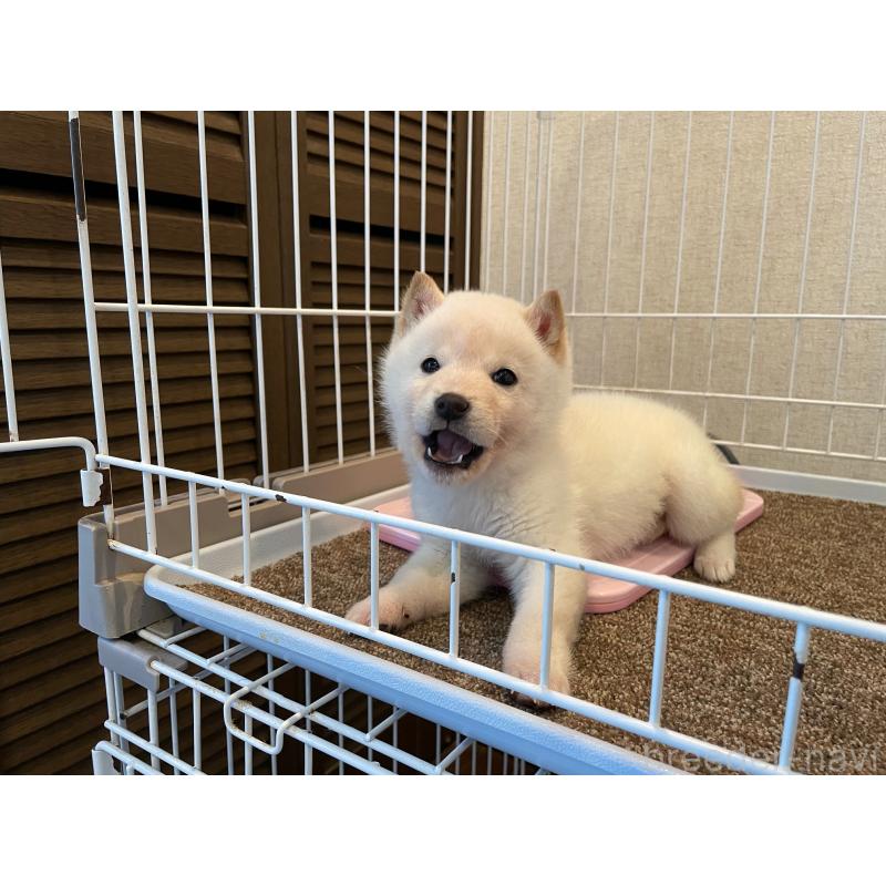 販売中の兵庫県の豆柴-436192の4枚目