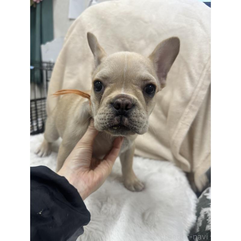 販売中の千葉県のフレンチブルドッグ-430269