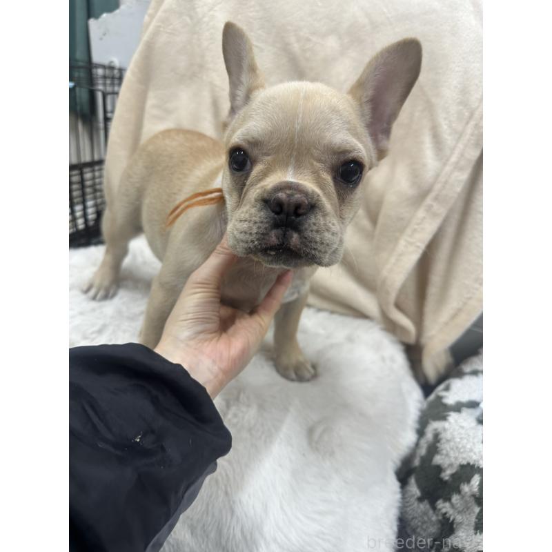 販売中の千葉県のフレンチブルドッグ-430269の5枚目