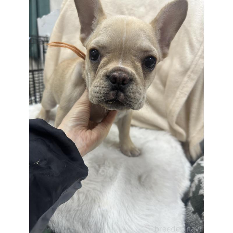 販売中の千葉県のフレンチブルドッグ-430269の4枚目