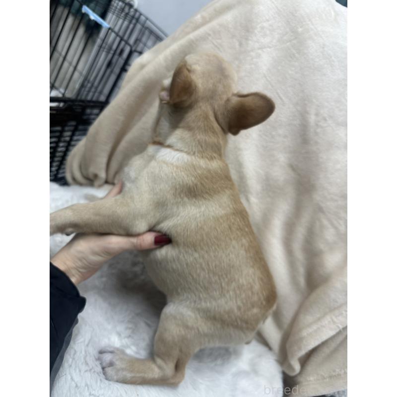 販売中の千葉県のフレンチブルドッグ-430269の2枚目