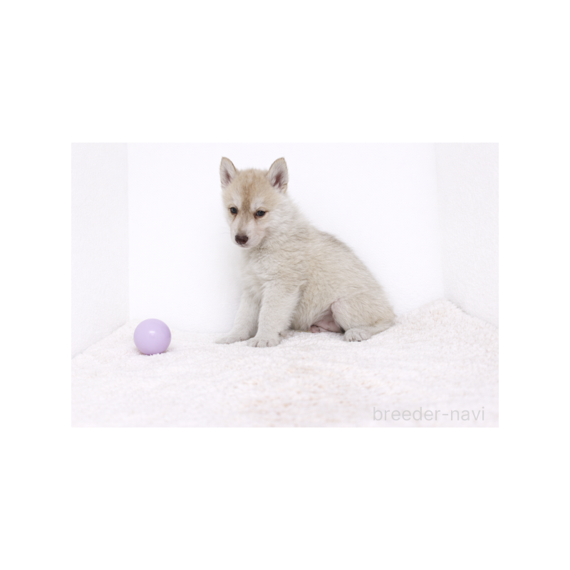 販売中の栃木県のシベリアンハスキー-442330の5枚目