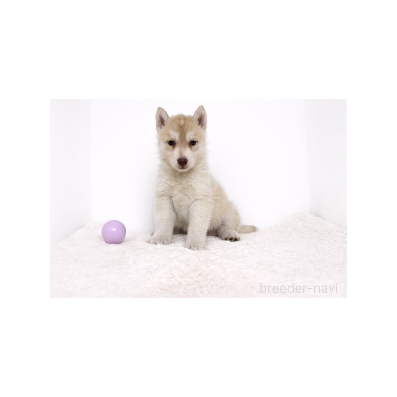 販売中の栃木県のシベリアンハスキー-442330の4枚目