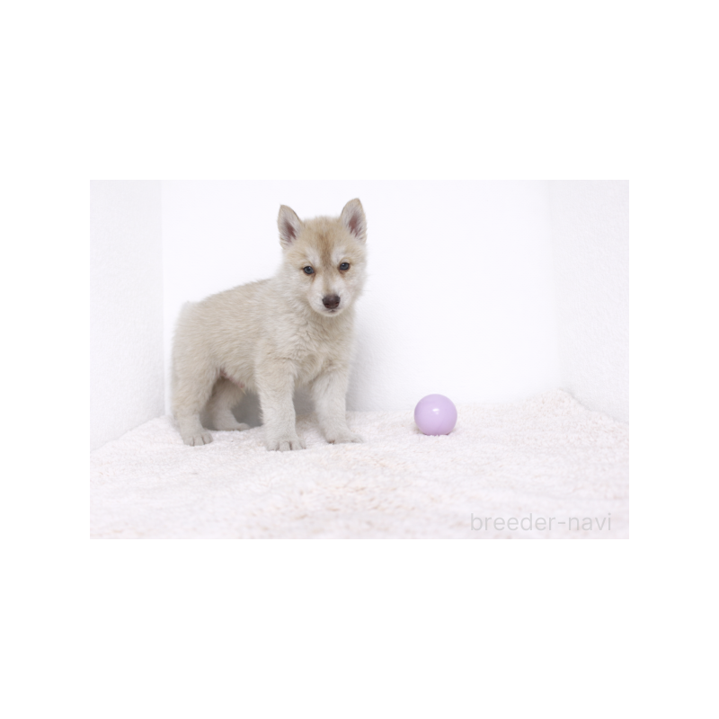 販売中の栃木県のシベリアンハスキー-442330の3枚目