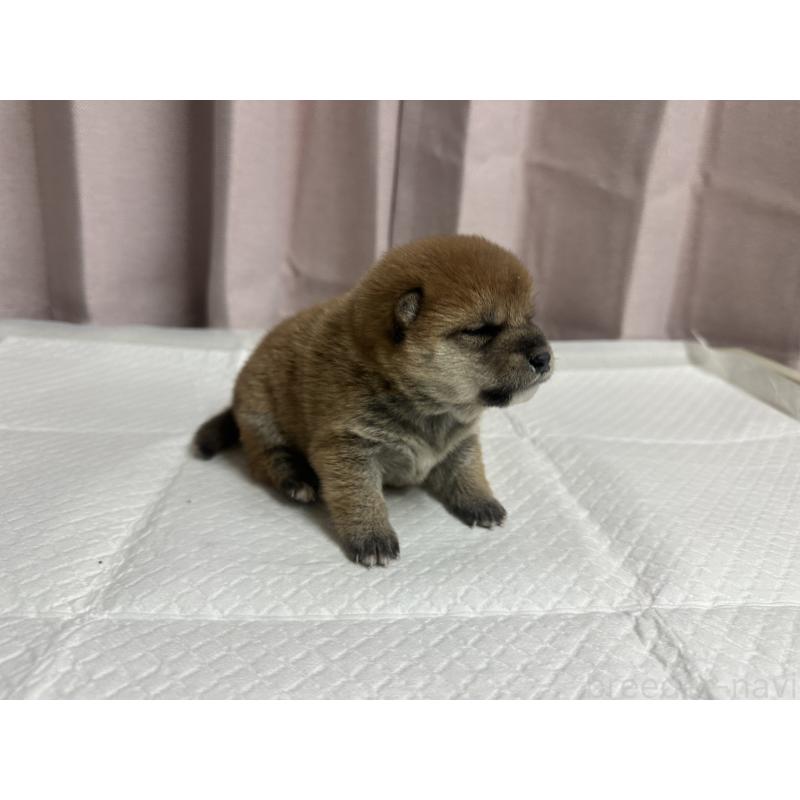 販売中の熊本県の豆柴-442331の6枚目