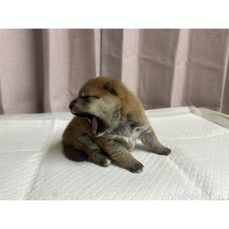 販売中の熊本県の豆柴-442331の4枚目