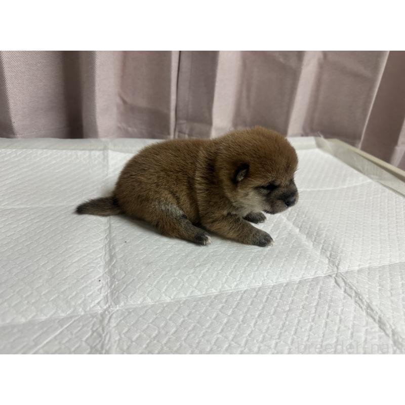 販売中の熊本県の豆柴-442331の3枚目