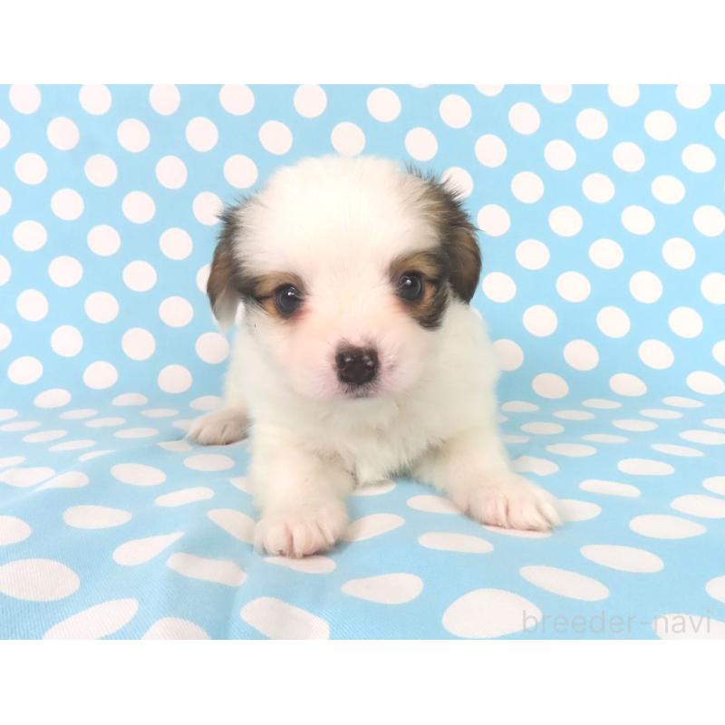 販売中の千葉県のパピヨン-438379の14枚目