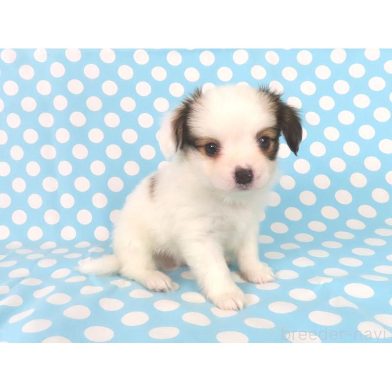 販売中の千葉県のパピヨン-438379の13枚目