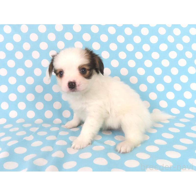 販売中の千葉県のパピヨン-438379の12枚目