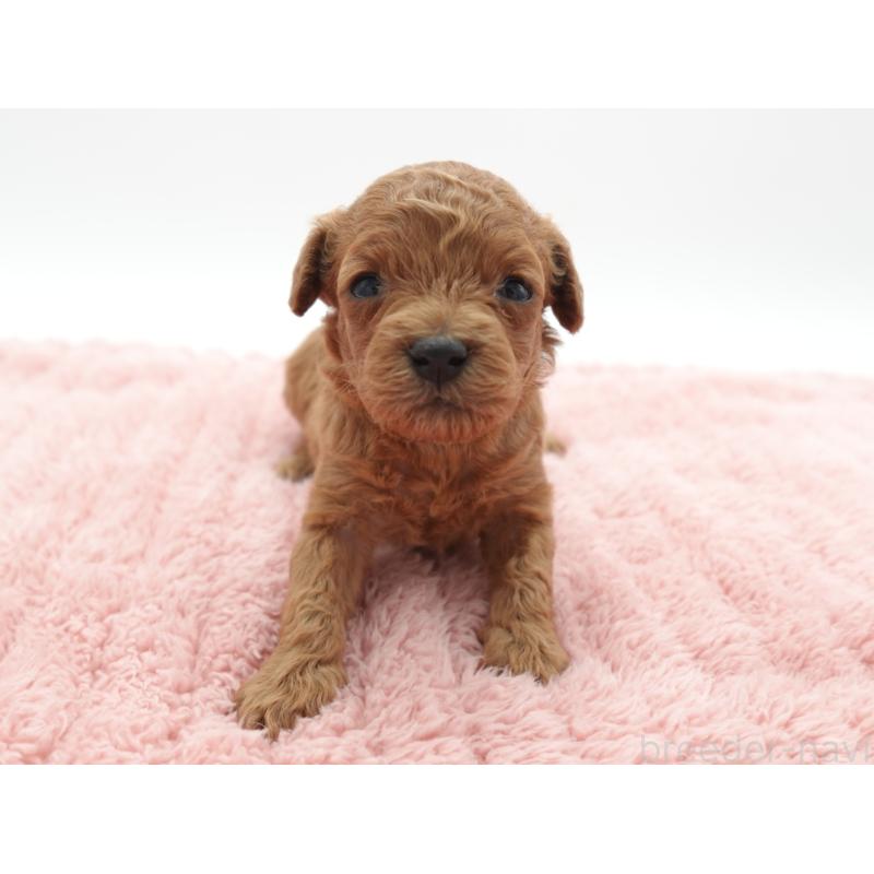 販売中の群馬県のトイプードル-442332の2枚目