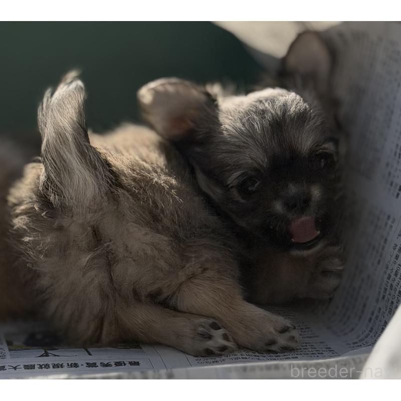 販売中の山梨県のチワワ(ロングコート)-431128