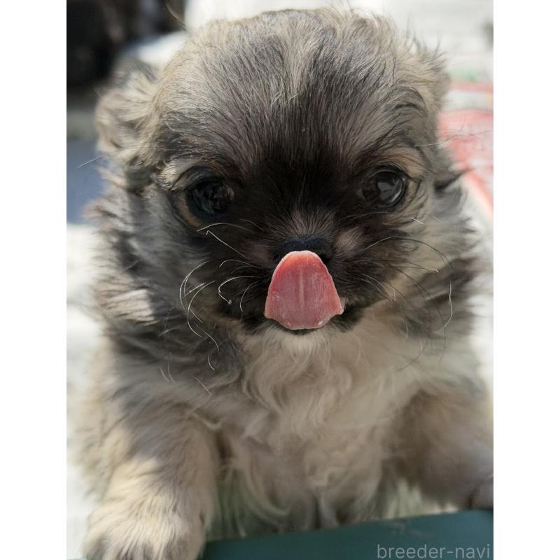 販売中の山梨県のチワワ(ロングコート)-431128の12枚目