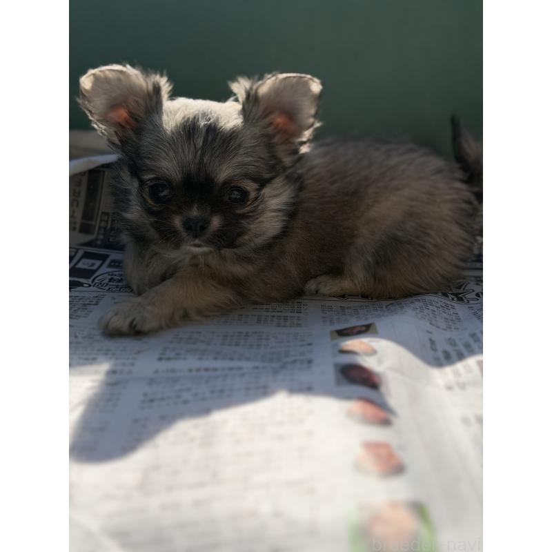 販売中の山梨県のチワワ(ロングコート)-431128の11枚目