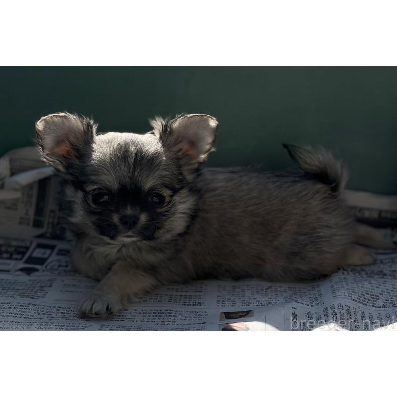 販売中の山梨県のチワワ(ロングコート)-431128の9枚目