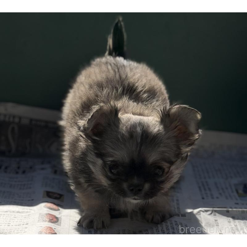 販売中の山梨県のチワワ(ロングコート)-431128の8枚目